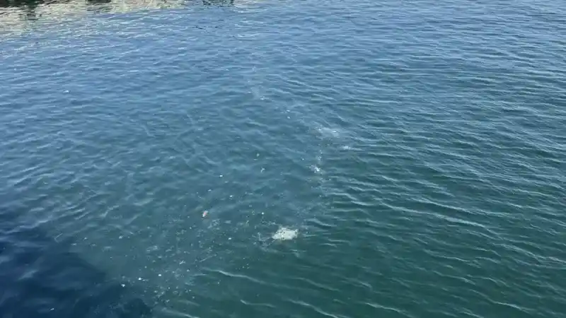 İstanbul sahillerinde çöp birikintisi