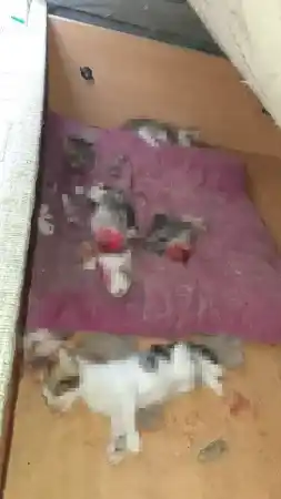 Kan donduran olay: Kafası ve patileri koparılmış kediler bulundu