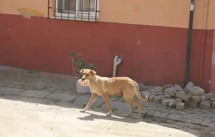 Kasabı uyutan anne köpek eti kapıp yavrularına götürdü