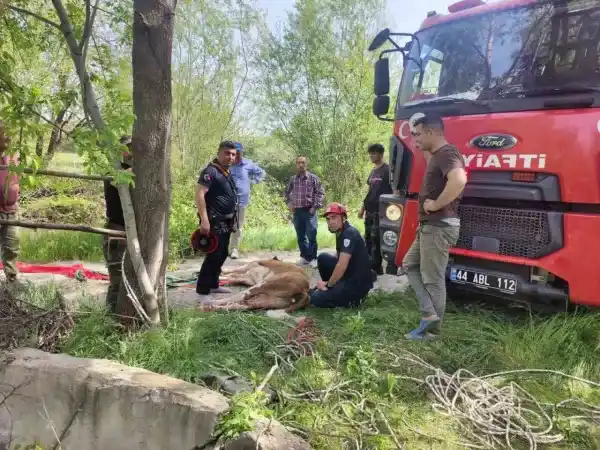 Kuyuya düşen ineği zar zor kurtardılar