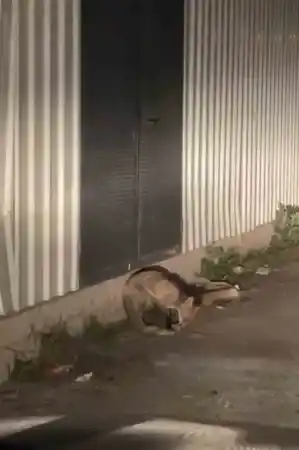 Aç kalan tilki merkeze indi