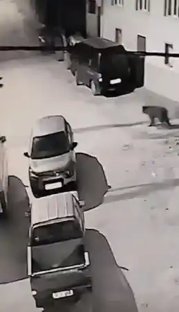Kış uykusundan uyanan ayı köye indi, o anlar kamerada