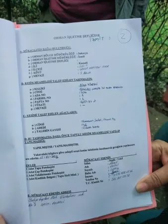 Yahya Kaptan’da neler oluyor? Ağaç katliamının altından rant çıktı