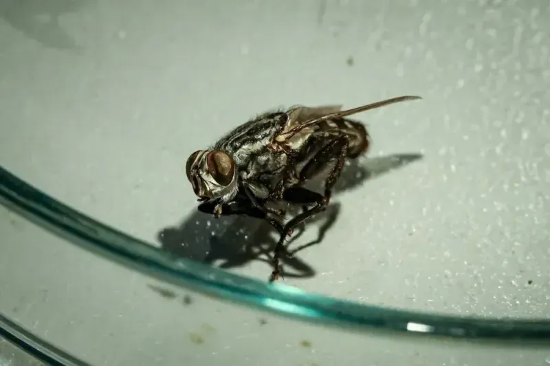 Kocaeli milletvekili paylaştı, herkes bu mesleği araştırıyor: Entomolog nedir? Tarımdan, cinayetlere kadar…
