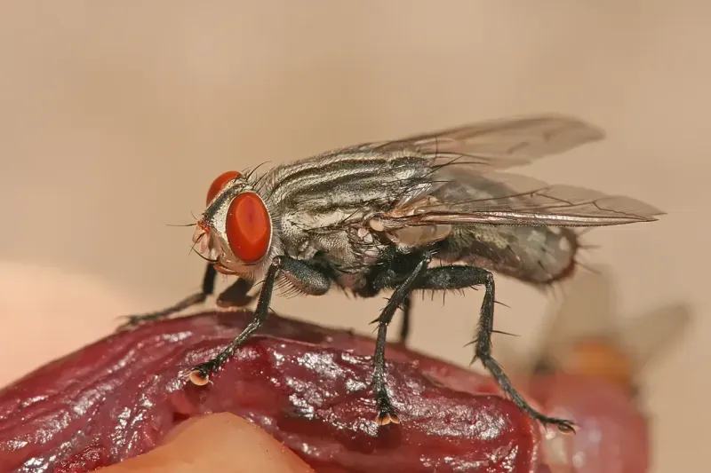Kocaeli milletvekili paylaştı, herkes bu mesleği araştırıyor: Entomolog nedir? Tarımdan, cinayetlere kadar…
