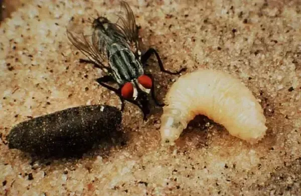 Kocaeli milletvekili paylaştı, herkes bu mesleği araştırıyor: Entomolog nedir? Tarımdan, cinayetlere kadar…