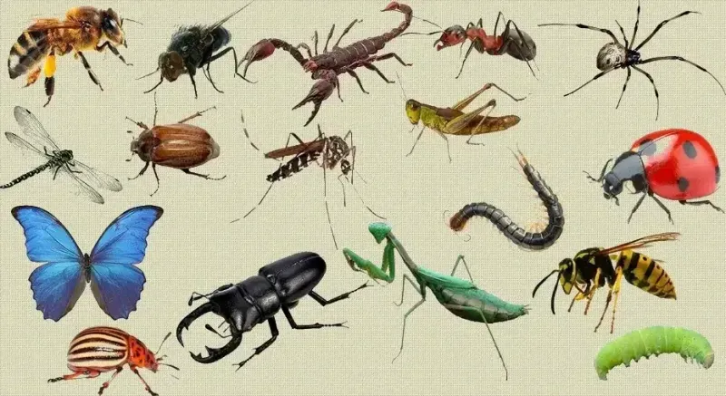 Kocaeli milletvekili paylaştı, herkes bu mesleği araştırıyor: Entomolog nedir? Tarımdan, cinayetlere kadar…