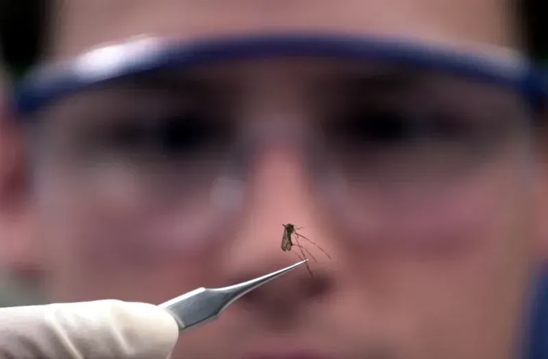 Kocaeli milletvekili paylaştı, herkes bu mesleği araştırıyor: Entomolog nedir? Tarımdan, cinayetlere kadar…