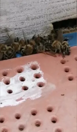 Çanakkale’de çoklu arı ölümleri!