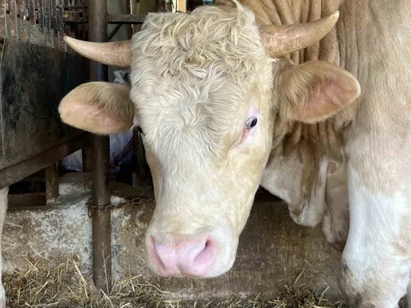 Kurban Bayramı'na günler kaldı...1 ton 100 kiloluk Paşa bakın kaç TL'ye satıldı!