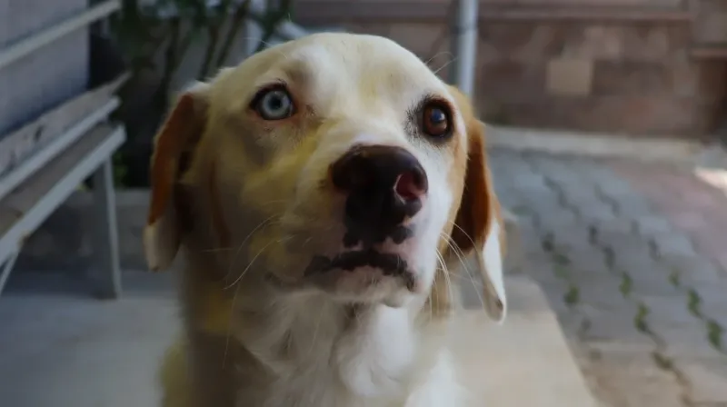 Kayseri'deki Van köpeği, mahallenin maskotu oldu