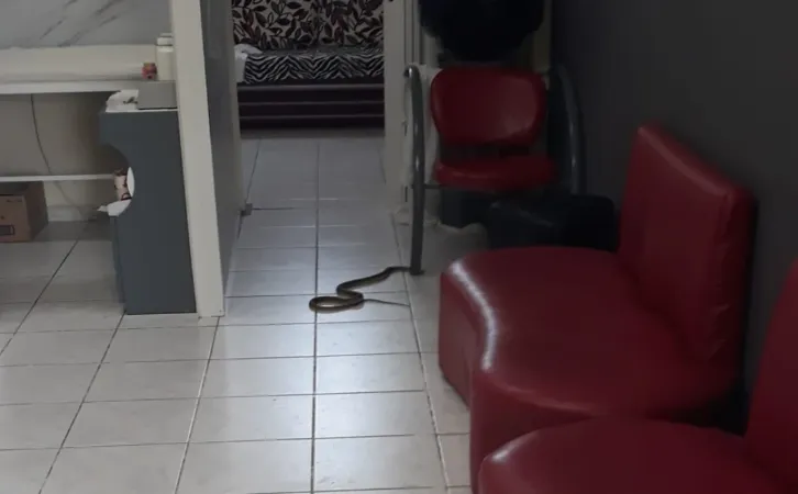 Kocaeli'yi yılanlar bastı: Kadın kuaföründe panik anları!