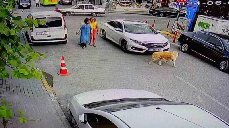 Yolun karşısına geçen köpeğe çarptı, arkasına bile bakmadı, o anlar kamerada!