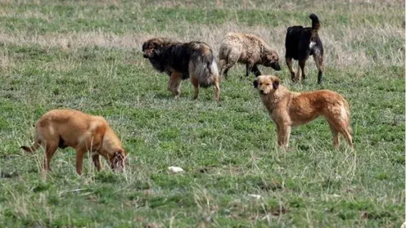 Ankara'da hastalıklı köpek alarmı! Köpekler karantinaya, getirenler gözaltına alındı