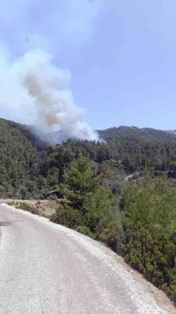 Milas’ta orman yangını