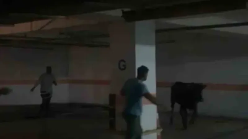İstanbul'da kurbanlık boğa otoparka girdi