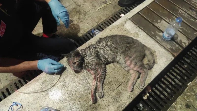 Yangında mahsur kalan kediyi hayatta tutma mücadelesi kamerada!