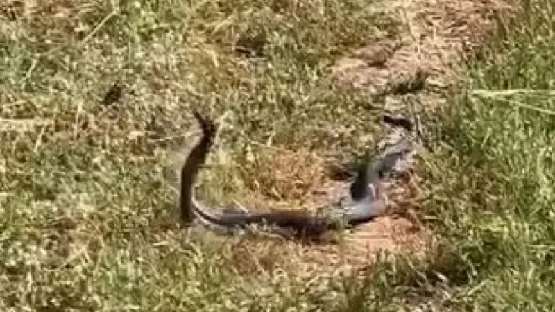 Muş’ta yılanların dansı görüntülendi