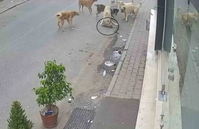 Hatay'da o görüntüler korkuttu: 8 köpek kediyi telef etti