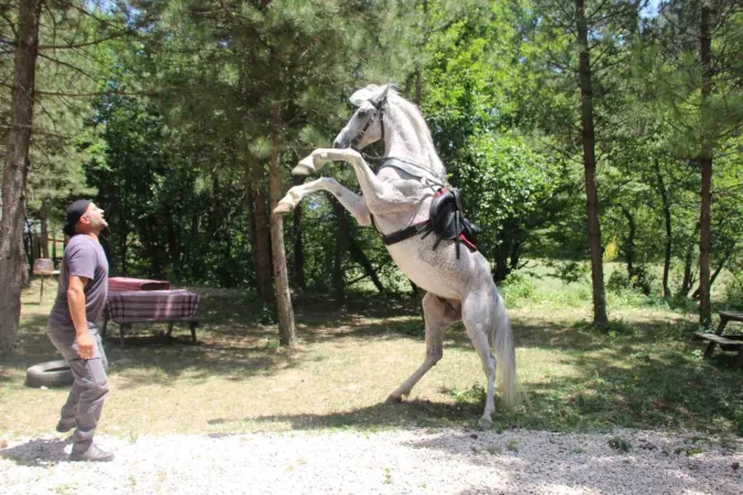 Bolu'da "Allah" denilince şaha kalkan at ilgi odağı oldu!