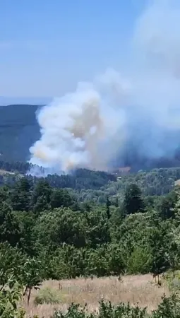 Bursa’da orman yangını