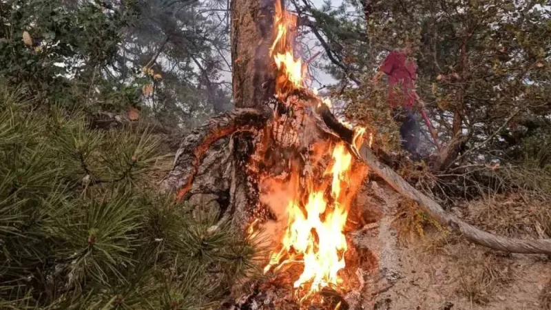 Bolu'da ormana yıldırım düştüğünü gördü, yangın çıkmasını engelledi