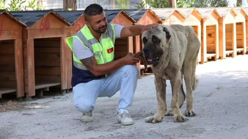 Deprem bölgesinde sokak hayvanları unutulmuyor