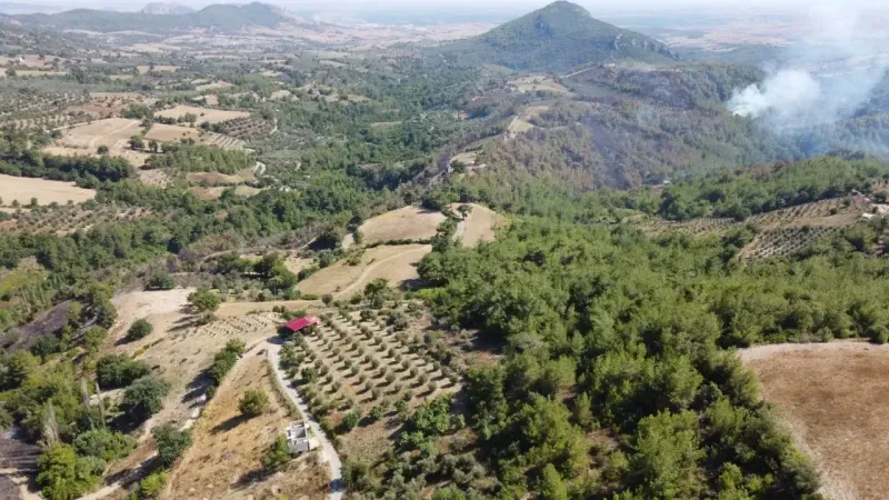 Adana'da orman yangını