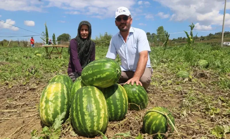 Kandıra karpuzunun hasat zamanı başladı