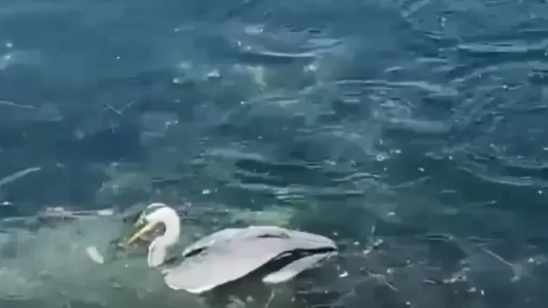 Kocaeli'de gri balıkçılın avlanma anı! İşte görüntüler