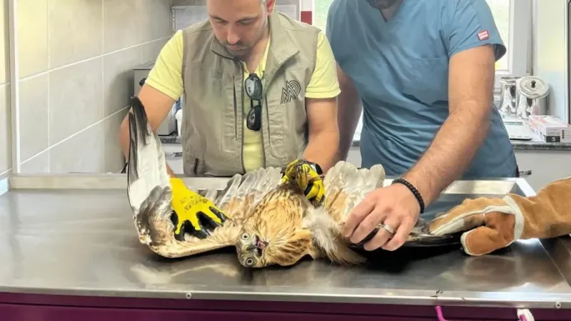 Kocaeli'de bulunan kızıl şahin tedaviye alındı