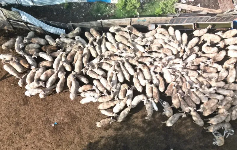Büyükşehir’in koç desteğiyle 5.400 kuzu dünyaya geldi