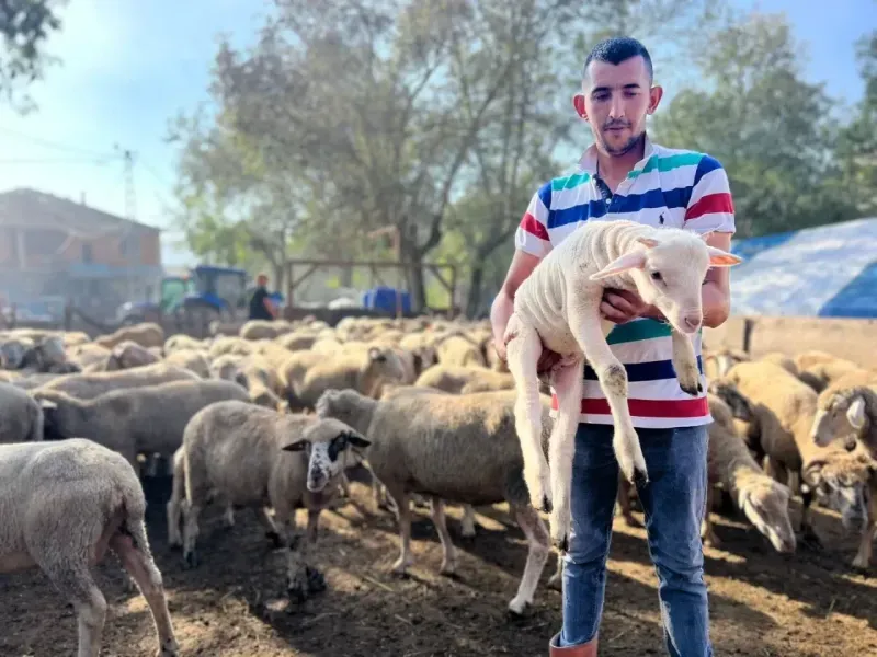 Büyükşehir’in koç desteğiyle 5.400 kuzu dünyaya geldi