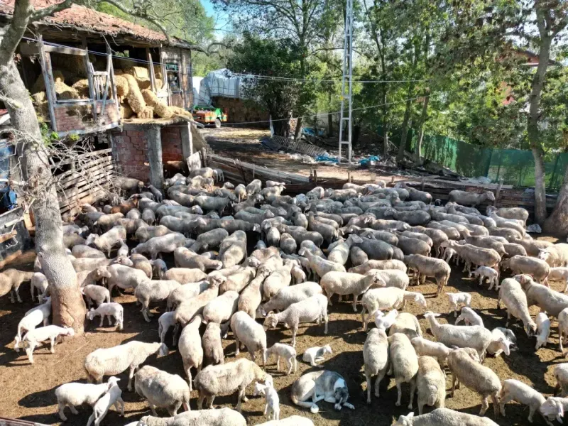 Büyükşehir’in koç desteğiyle 5.400 kuzu dünyaya geldi