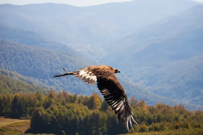 Kaya Kartalı Ormanya'da tedavi edildi!