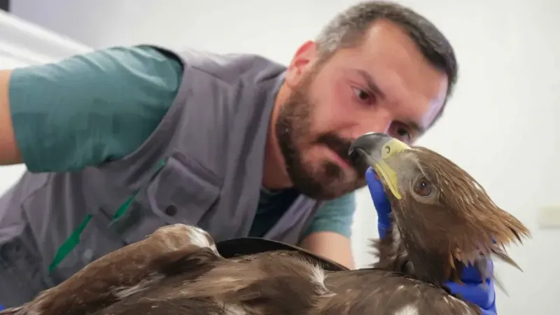 Kaya Kartalı Ormanya'da tedavi edildi!