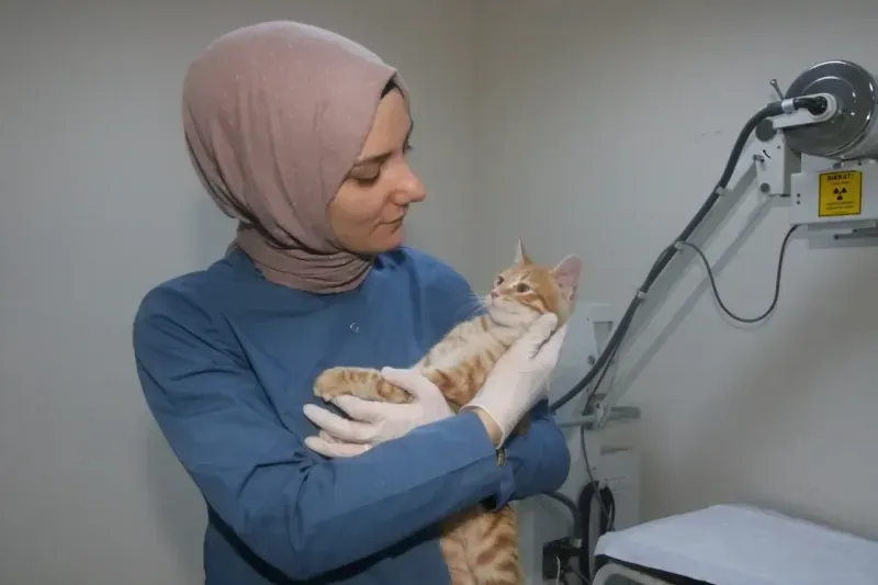 Büyükşehir yavru kedi sahip çıktı