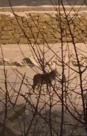 Türkiye'de bir şehrin merkezine kurt indi! O anlar kamerada!